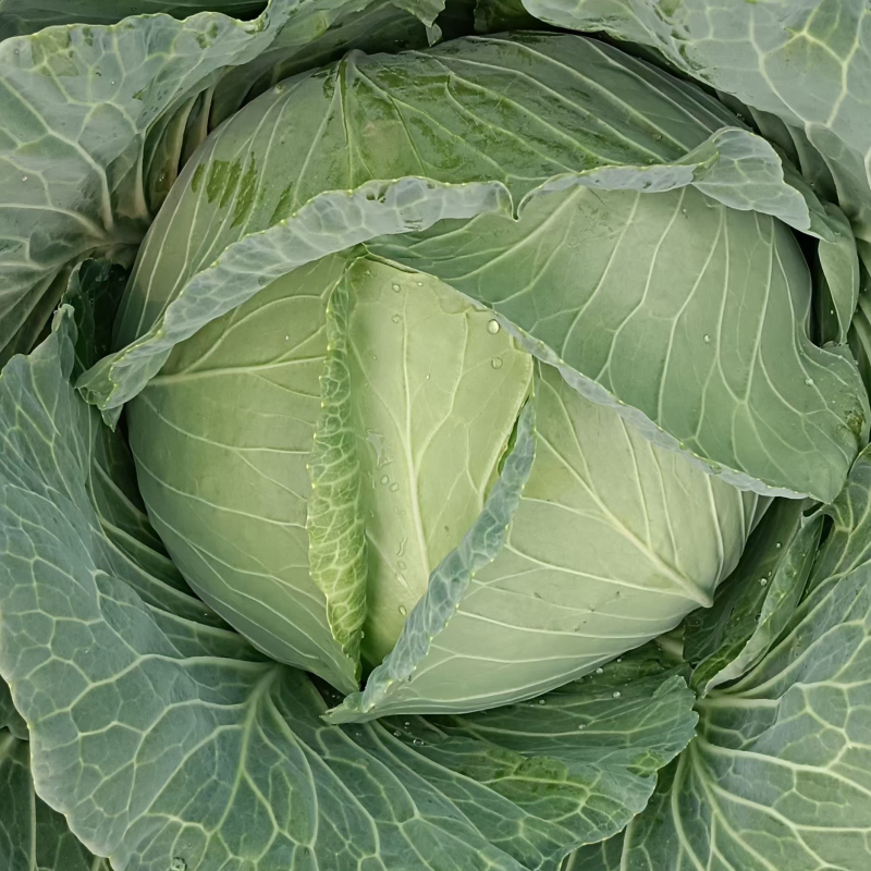 湖北包菜精品甘蓝万亩基地直供保质保量代发全国