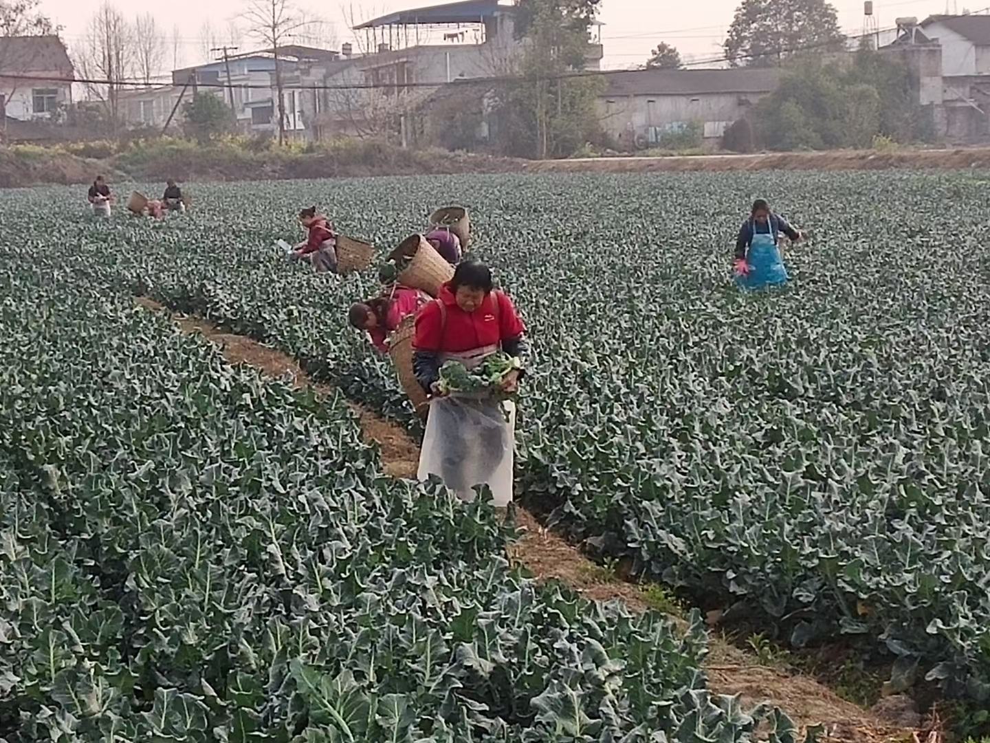 黑珍珠西红柿采摘场景