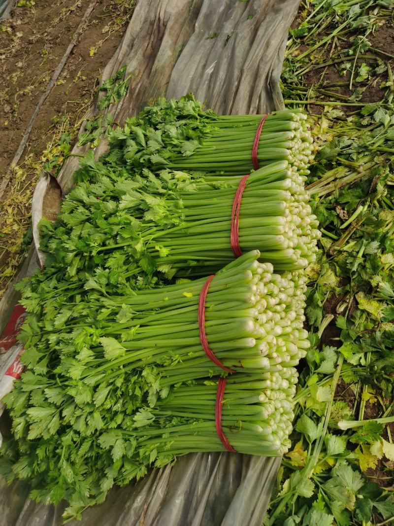 精品皇后芹菜西芹实心翠绿无丝万亩种植基地产地直发