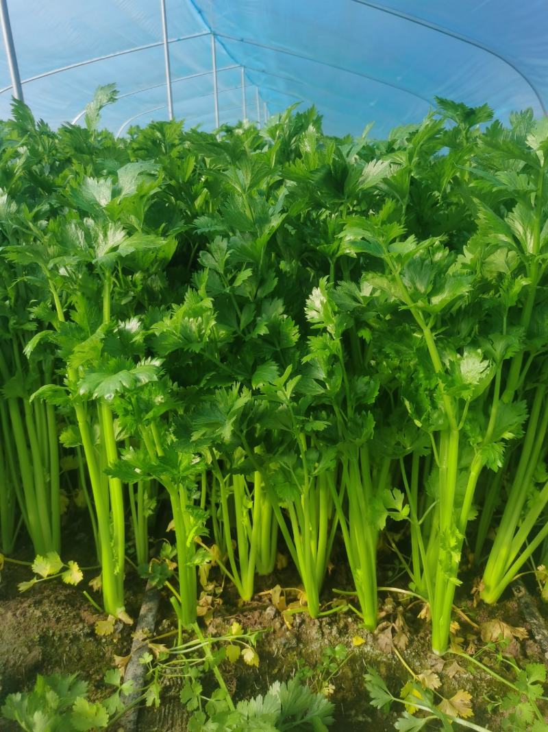 精品皇后芹菜西芹实心翠绿无丝万亩种植基地产地直发