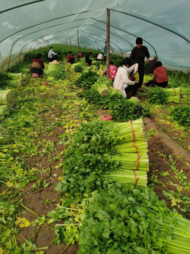 精品皇后芹菜西芹实心翠绿无丝万亩种植基地产地直发