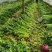 精品皇后芹菜西芹实心翠绿无丝万亩种植基地产地直发