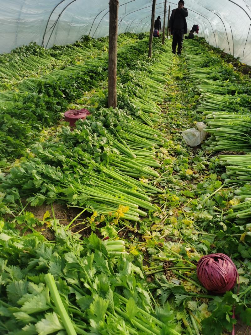 精品皇后芹菜西芹实心翠绿无丝万亩种植基地产地直发