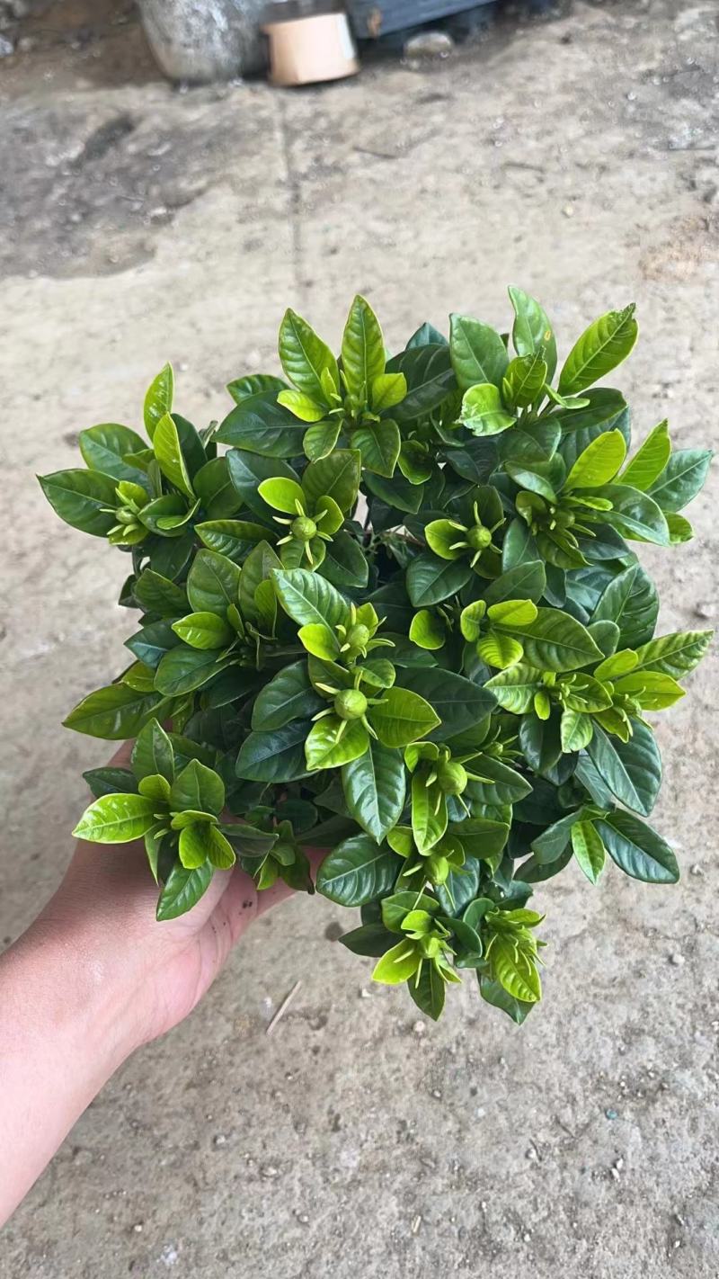 栀子花（盆栽）栀子花室内盆栽产地原供花苞多多开花鲜艳