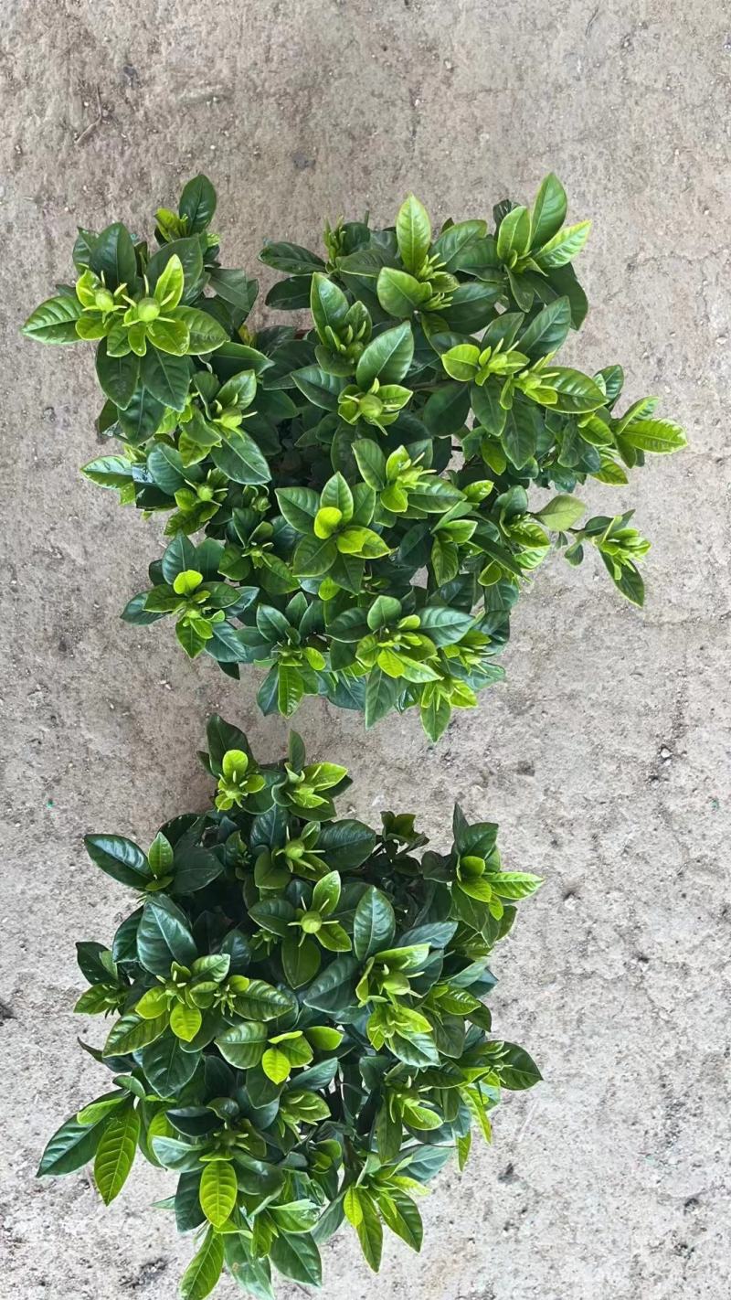 栀子花（盆栽）栀子花室内盆栽产地原供花苞多多开花鲜艳