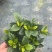 栀子花（盆栽）栀子花室内盆栽产地原供花苞多多开花鲜艳