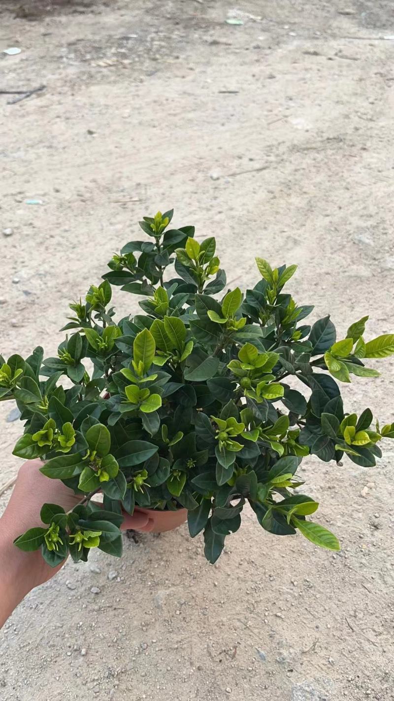 栀子花（盆栽）栀子花室内盆栽产地原供花苞多多开花鲜艳