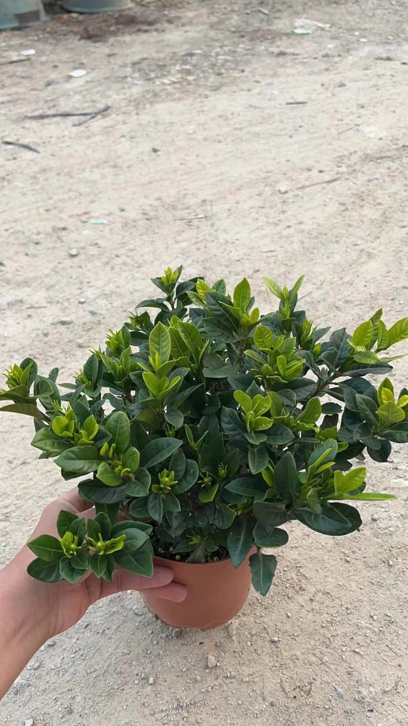 栀子花（盆栽）栀子花室内盆栽产地原供花苞多多开花鲜艳