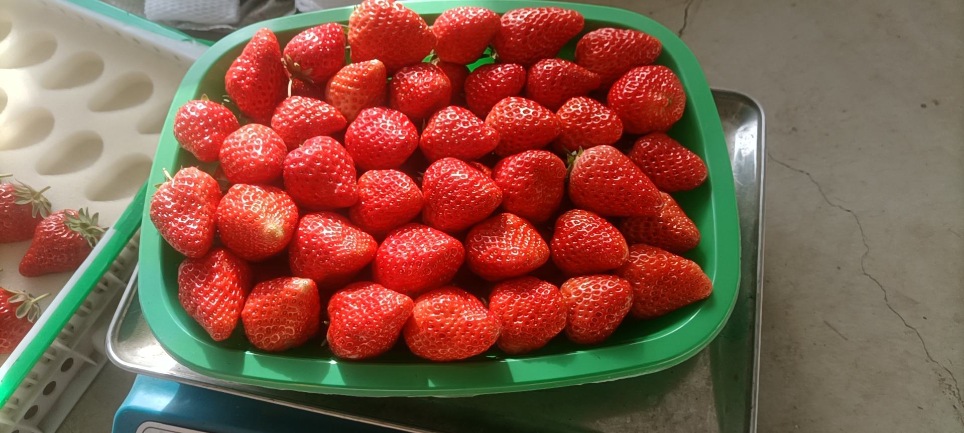 一颗新鲜成熟的草莓,表面布满细小种子,果肉呈鲜红色,顶部带有绿色萼片,背景为自然田园环境,光线柔和,突出其天然健康属性 草莓特写