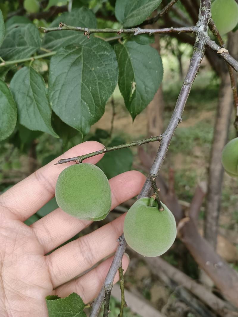酸梅果大量出售