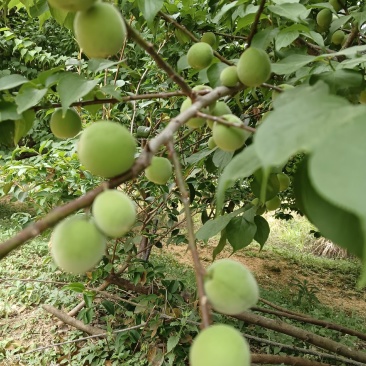 酸梅果大量出售