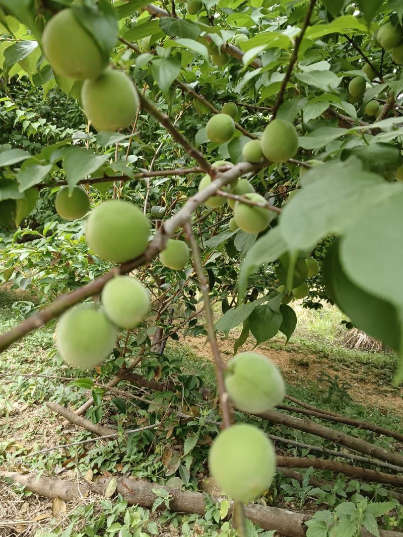 酸梅果大量出售