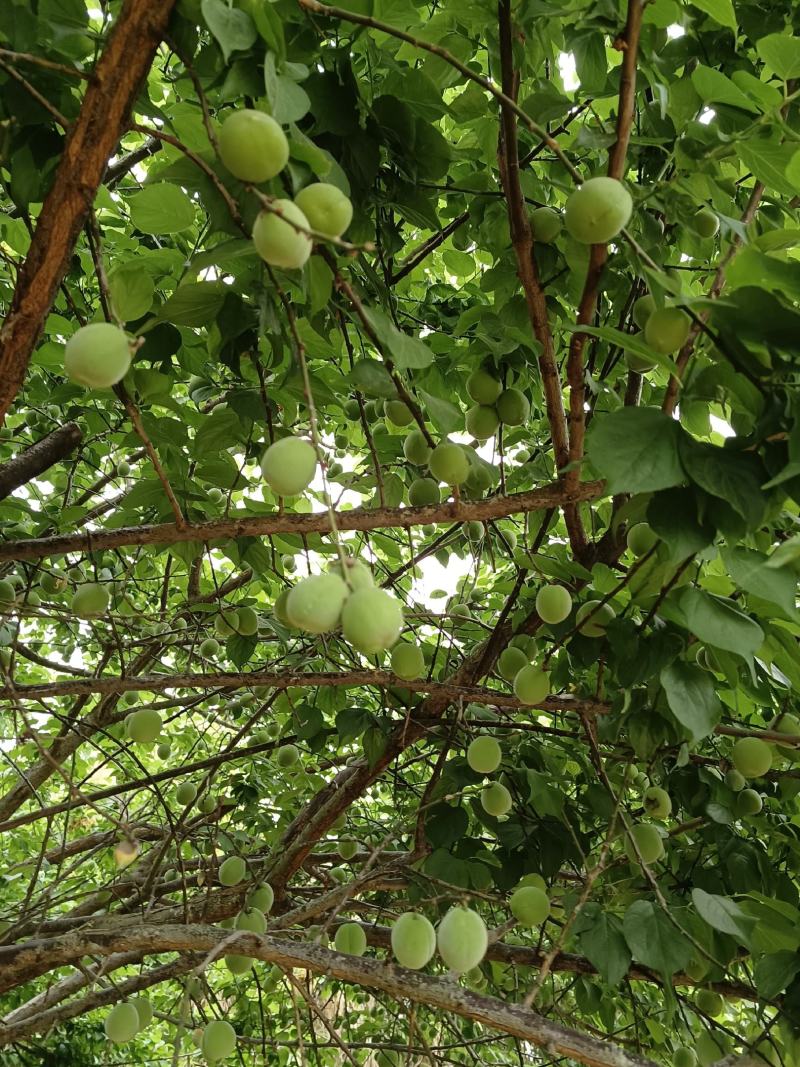 酸梅果大量出售