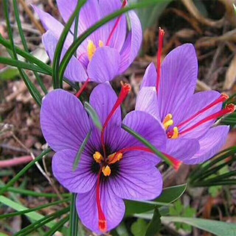 藏红花种球、基地直供，一手货源、自产自销、量大从优