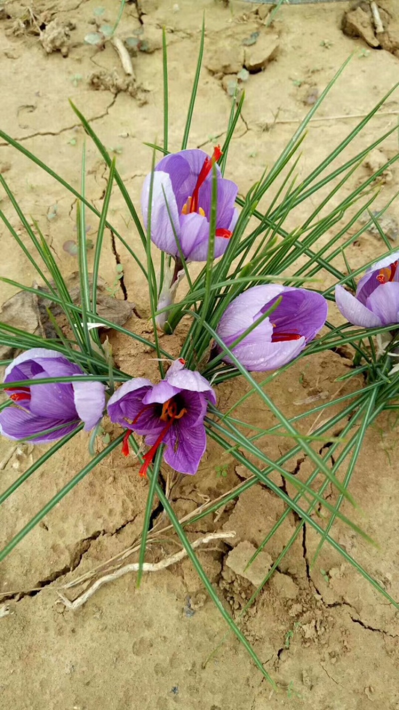 藏红花种球、基地直供，一手货源、自产自销、量大从优
