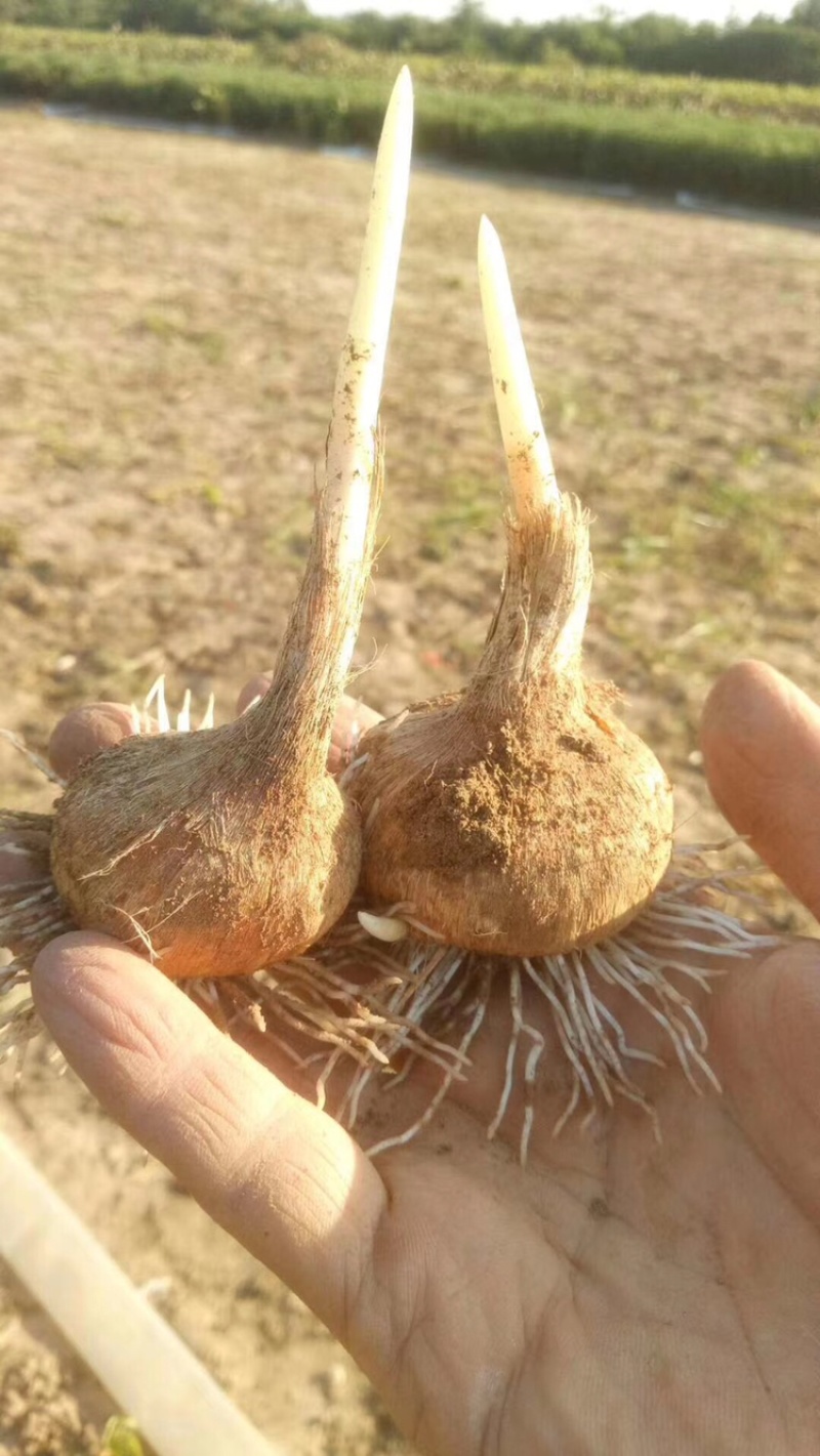 藏红花种球、基地直供，一手货源、自产自销、量大从优