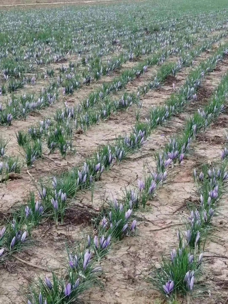 藏红花种球、基地直供，一手货源、自产自销、量大从优