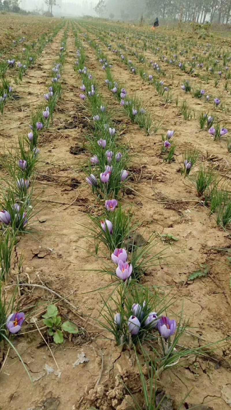 藏红花种球、基地直供，一手货源、自产自销、量大从优