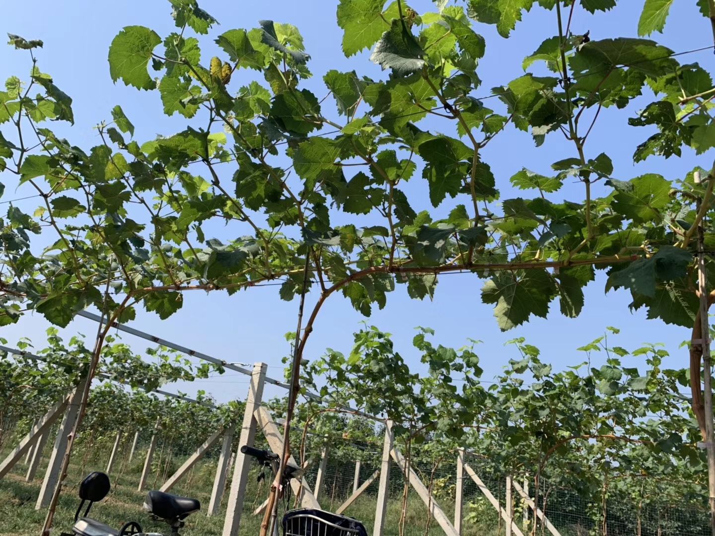 绿甜瓜种植基地实景图