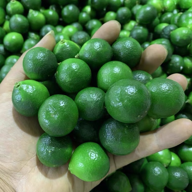 海南青金桔小青柠