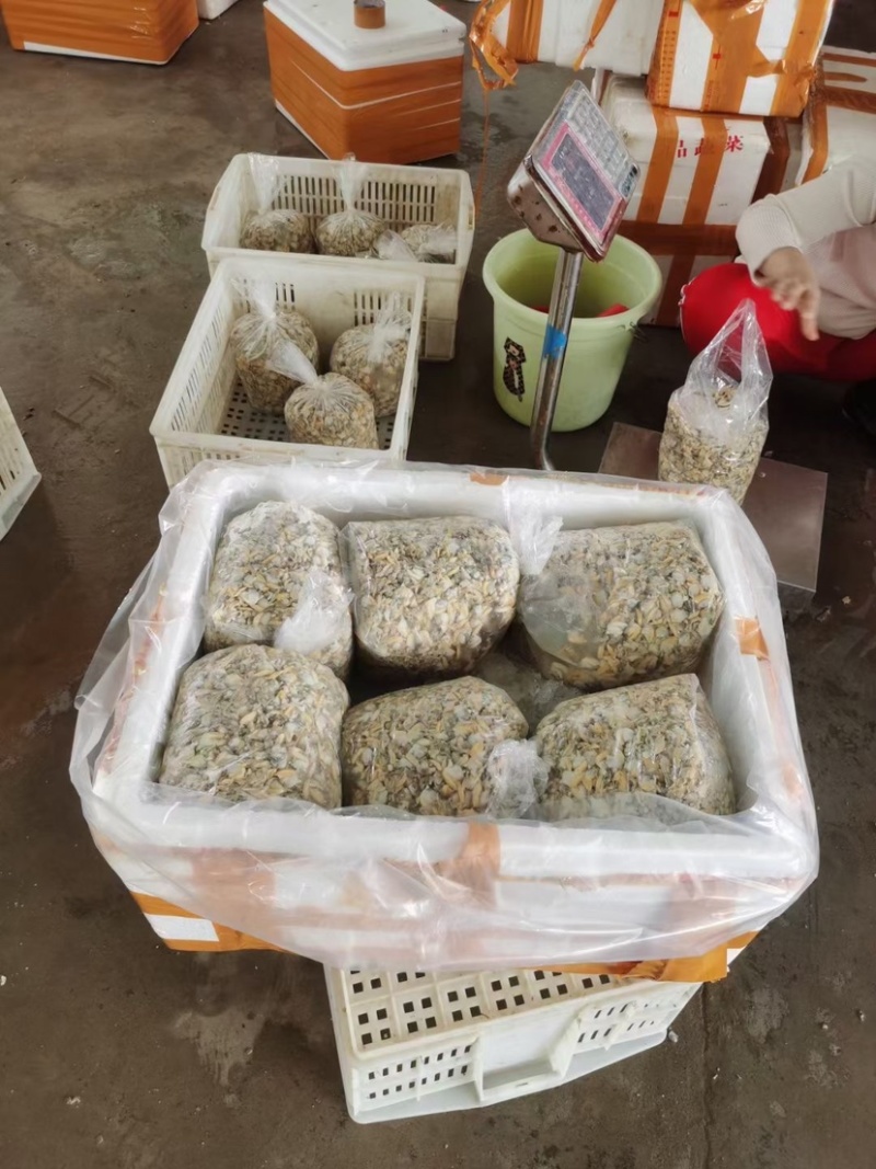 油甲肉花蛤肉源头批发支持电商社区团购
