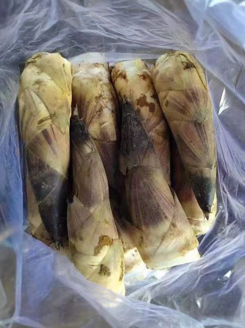雷竹笋大量上市欢迎各大电商，社区团购前来合作。