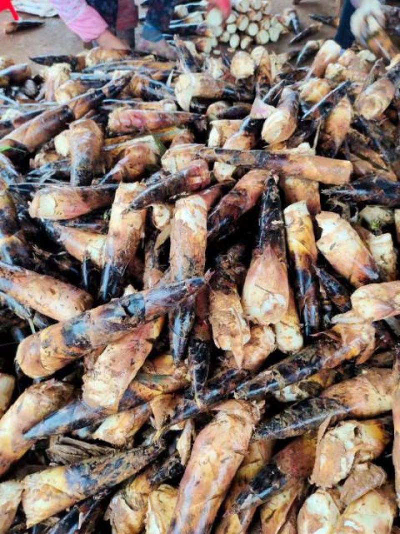 雷竹笋大量上市欢迎各大电商，社区团购前来合作。