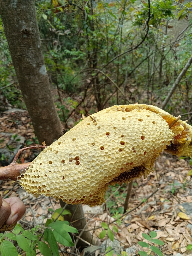 广西崇左市江州小挂蜜