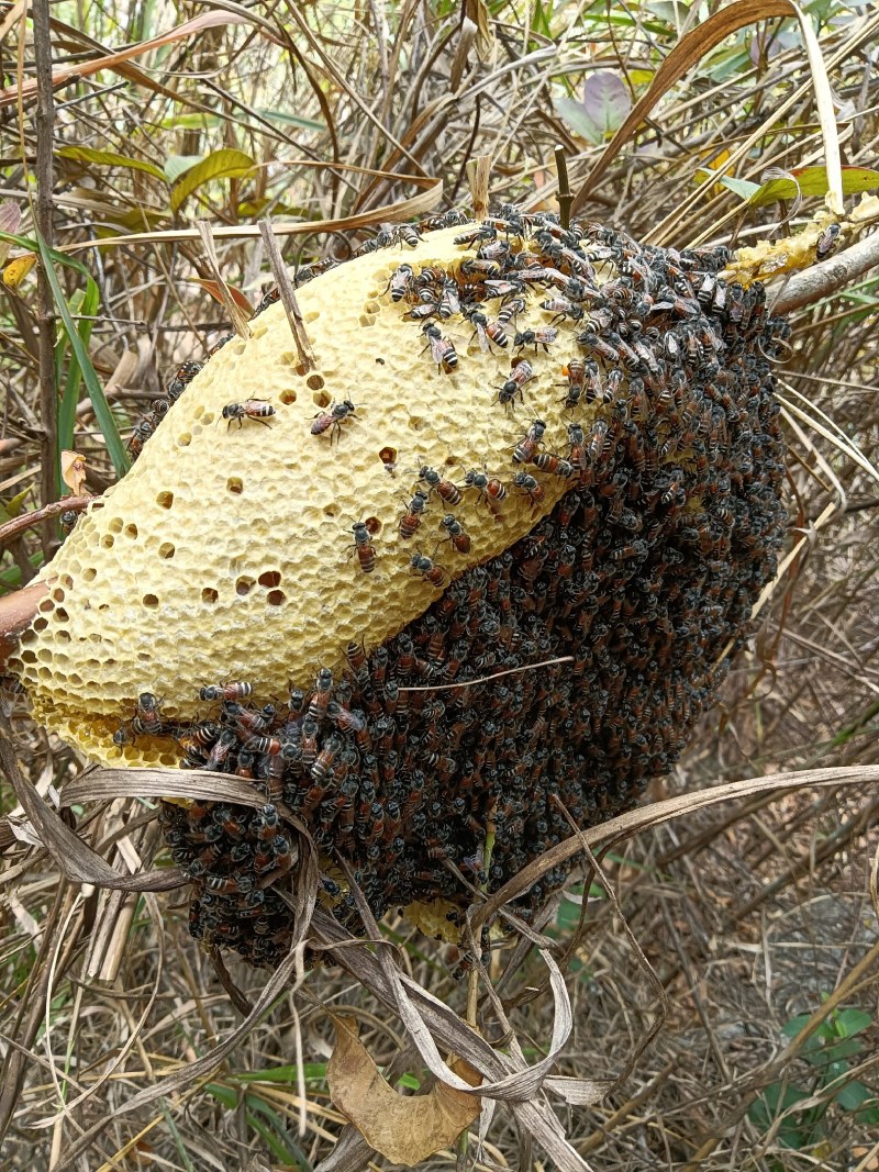 广西崇左市江州小挂蜜