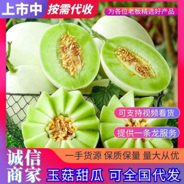 实力【海南玉菇玫龙】大量上市产地现摘现发，对接市场和商超