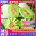 实力【海南玉菇玫龙】大量上市产地现摘现发，对接市场和商超