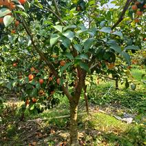 5到9公分沙糖桔果树，可带30土球。保湿送生根粉发货