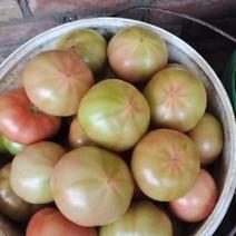 新开园大红线水果西红柿酸甜可口天津本地自家大棚种植
