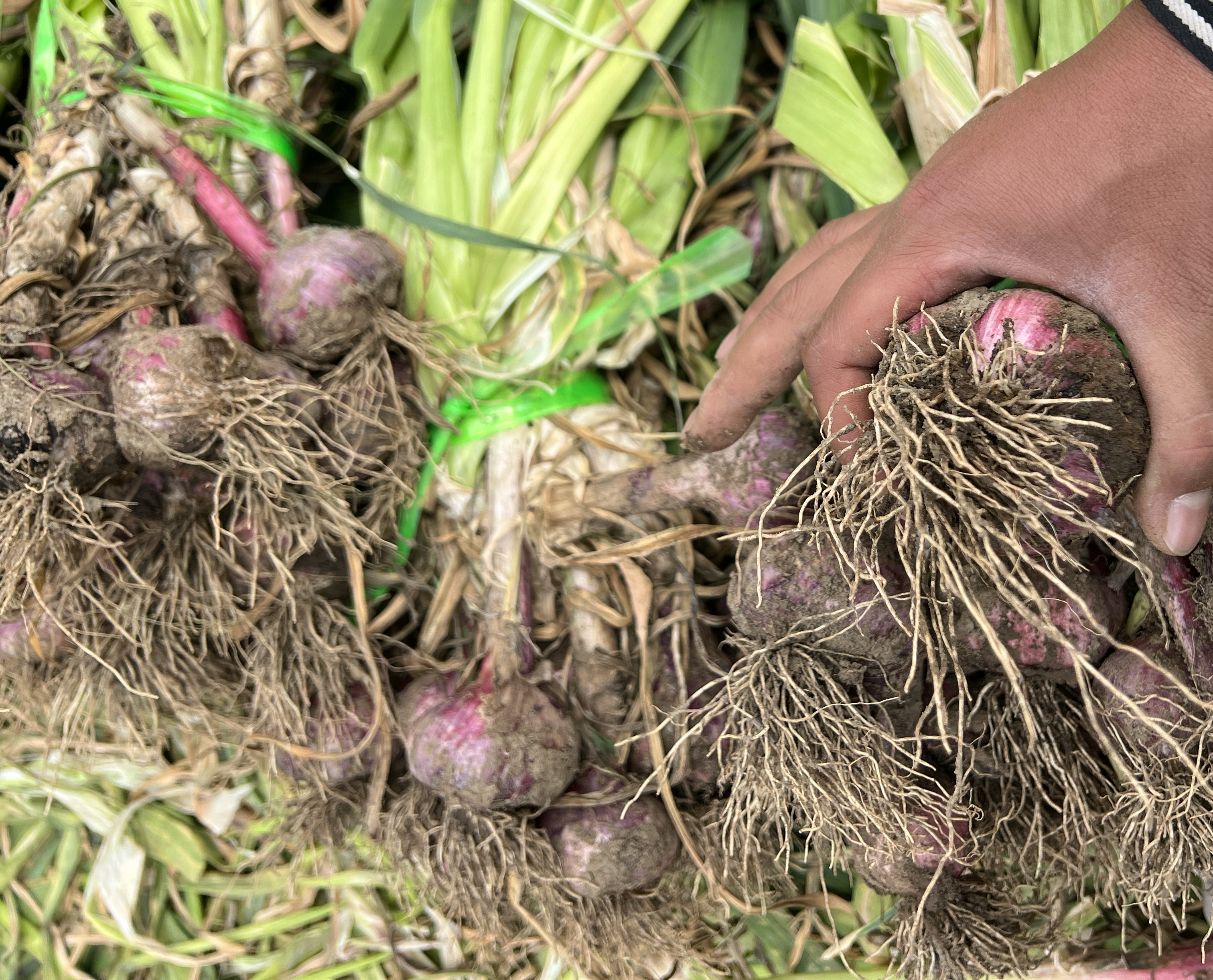 显微俯拍图,左侧为剥除外皮的水仙鳞茎,表面光滑,内部紧实呈乳白色;右侧为完整大蒜瓣,外层包裹紫色干膜,底部有须根痕迹,结构分瓣清晰 水仙鳞茎与大蒜鳞茎特写对比