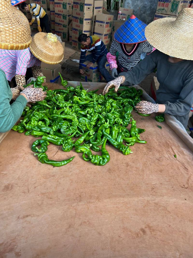 螺丝椒种子大果型小叶片深螺纹扩bing性好产量好