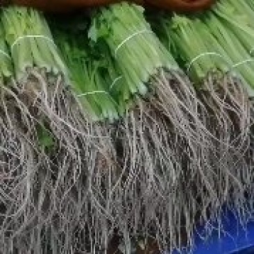 精品香芹