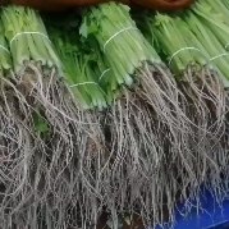 精品香芹