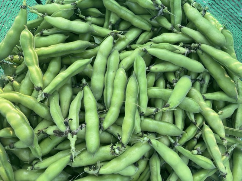 精装白皮胡豆颗粒饱满大量上市专业代收代办