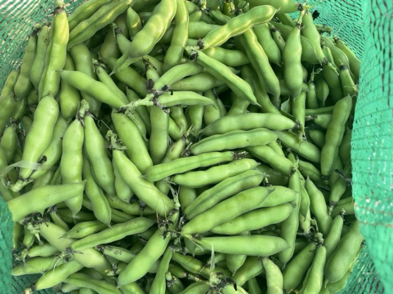 精装白皮胡豆颗粒饱满大量上市专业代收代办