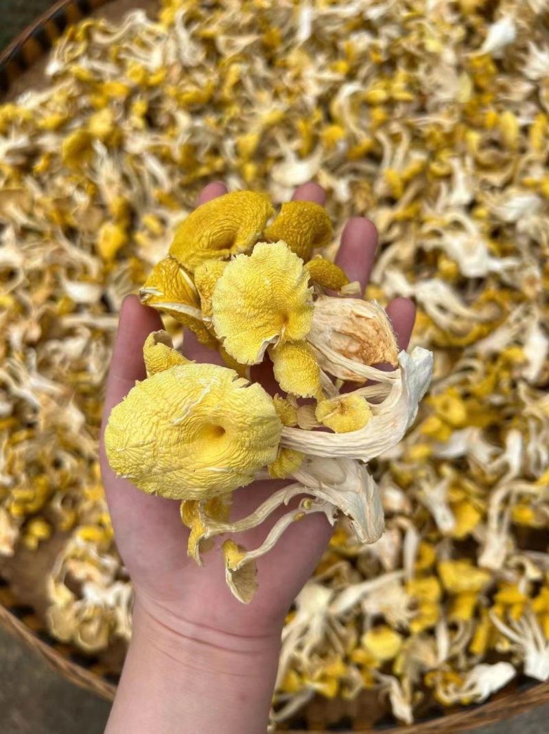 【鸡油菌】云南鸡油菌500克袋装菌香浓郁无硫鸡油菌包邮