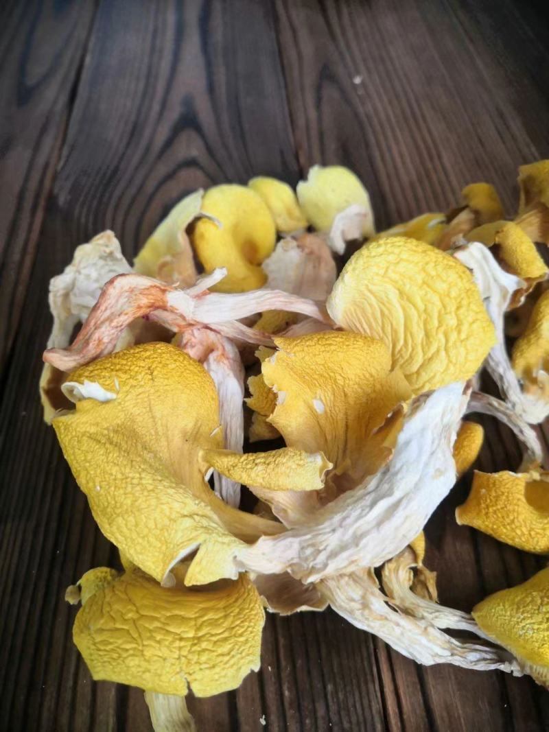 【鸡油菌】云南鸡油菌500克袋装菌香浓郁无硫鸡油菌包邮