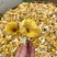 【鸡油菌】云南鸡油菌500克袋装菌香浓郁无硫鸡油菌包邮