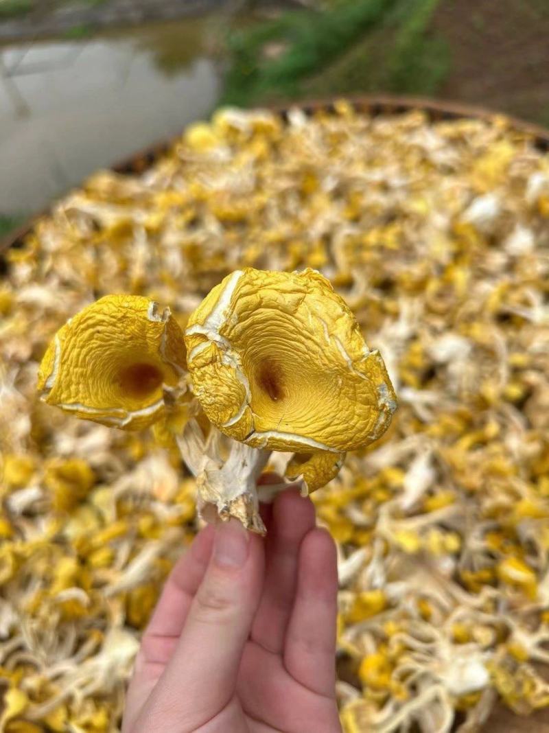 【鸡油菌】云南鸡油菌500克袋装菌香浓郁无硫鸡油菌包邮