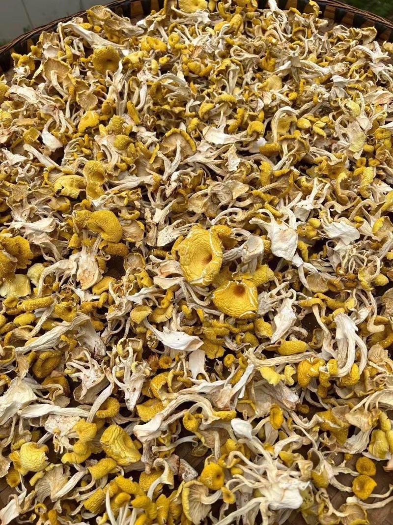 【鸡油菌】云南鸡油菌500克袋装菌香浓郁无硫鸡油菌包邮