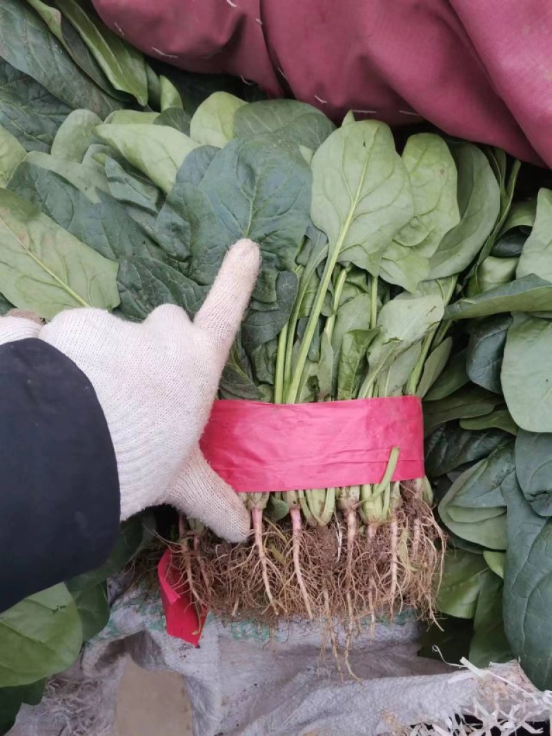 精品菠菜质量高价格美丽，需要的老板联系