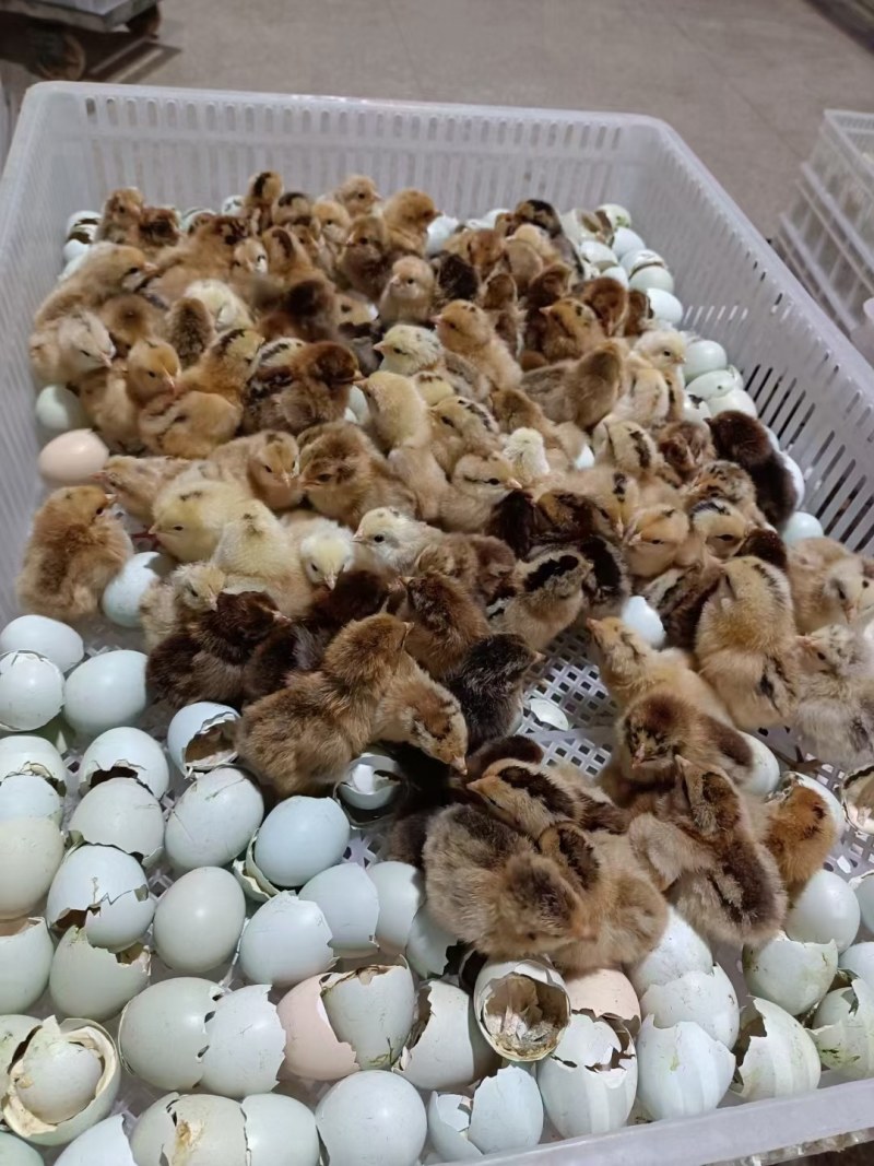 绿壳蛋鸡苗黄麻羽高产蛋鸡苗出壳苗直供优选全国发货包路拱