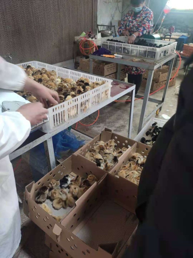 绿壳蛋鸡苗黄麻羽高产蛋鸡苗出壳苗直供优选全国发货包路拱