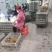绿壳蛋鸡苗黄麻羽高产蛋鸡苗出壳苗直供优选全国发货包路拱