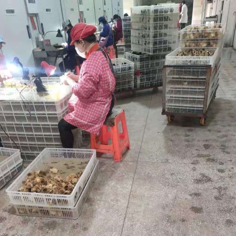绿壳蛋鸡苗黄麻羽高产蛋鸡苗出壳苗直供优选全国发货包路拱