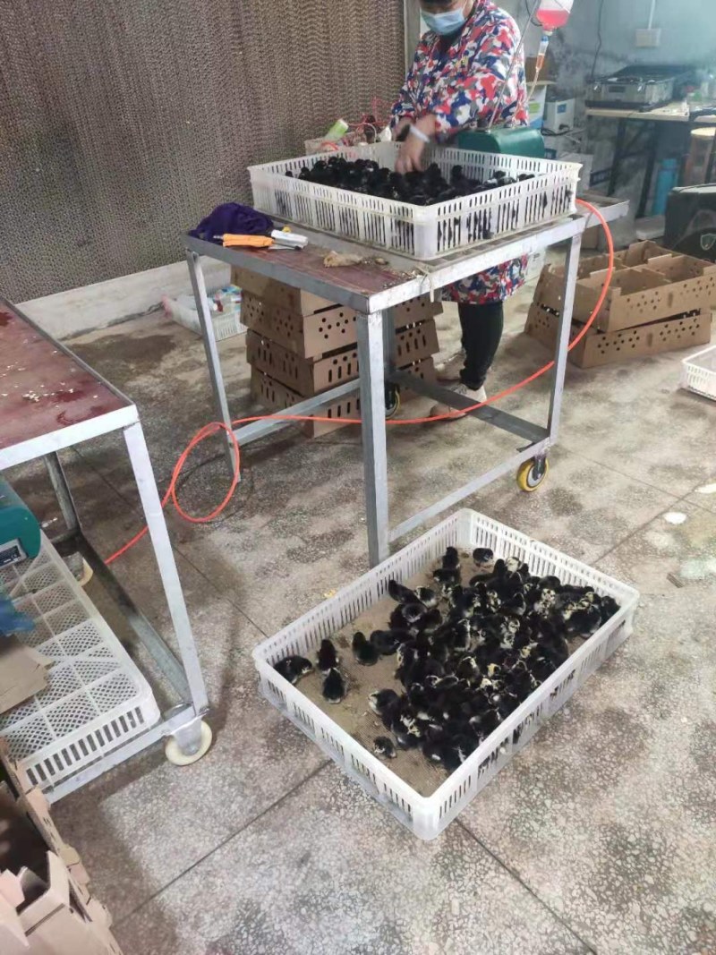 绿壳蛋鸡苗黄麻羽高产蛋鸡苗出壳苗直供优选全国发货包路拱